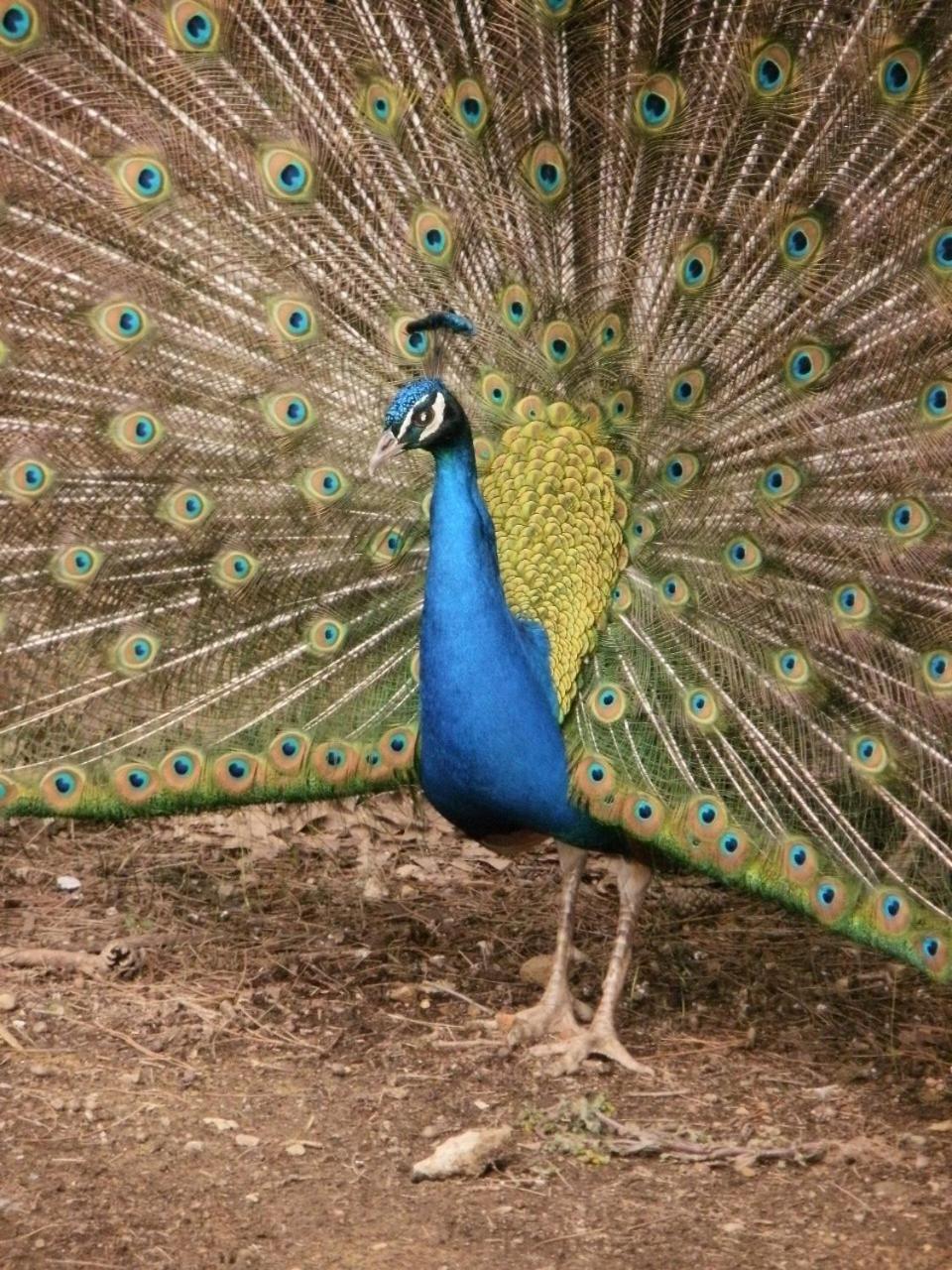 Agriturismo Il Palazzaccio Villa Galliano Dış mekan fotoğraf
